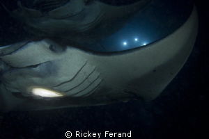 Manta Ray night dive April 2012 - Kona, Hawaii by Rickey Ferand 